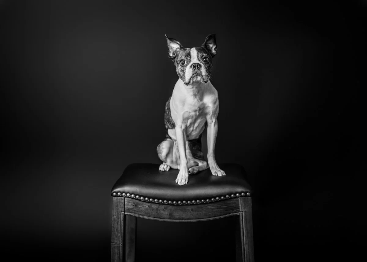 Pet photographer with dog during a photography session